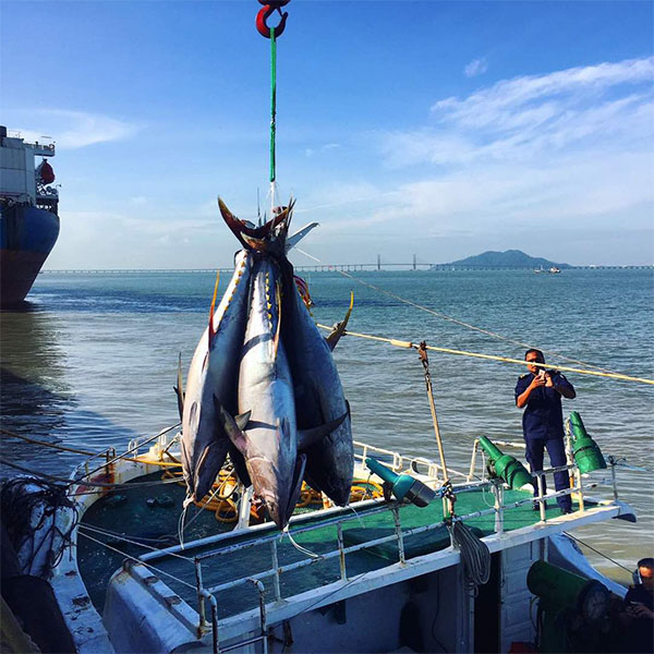 Fresh Tuna caught from Indian Ocean in Malaysia