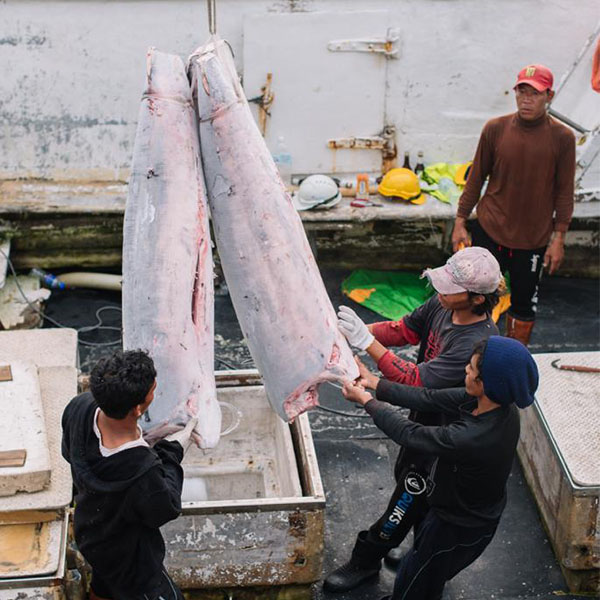 Frozen Tuna Deep Sea Fishing Industry in Malaysia