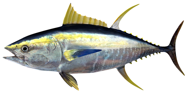 Fresh Yellowfin Tuna Catcher Malaysia