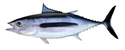 Operator Isolated Albacore on white background