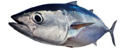 Isolated Big Eye Tuna Operator on white background Seafood