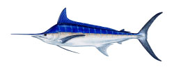 AORB Catch Marlin Fish on white background isolated