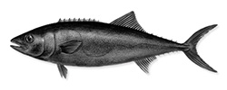 Oilfish on white background - AORB Group