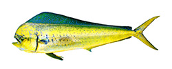 Tuna Operator Mahi Mahi isolated on white background AORB Group Catch
