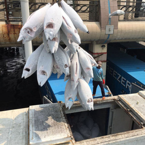 Super Frozen Tuna loading to deliver at port in Malaysia