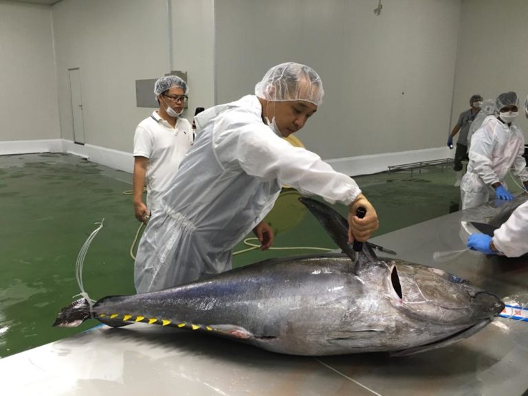 Men Fillet Fresh Tuna Fish at Factory