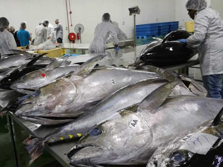 Fresh Deep Sea Tuna Ready to Deliver