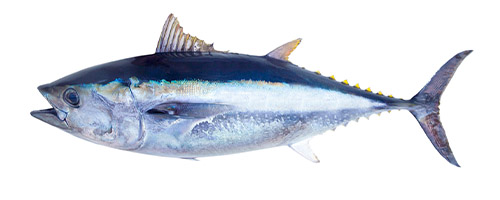 Bluefin Tuna Operator on white background